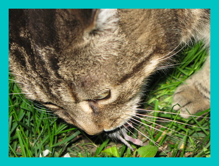 Diabetic cat still hot sale hungry after eating